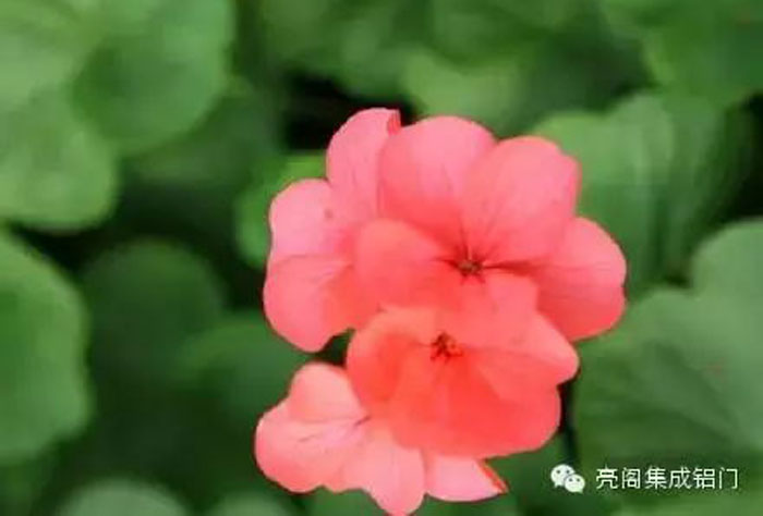 門(mén)窗廠(chǎng)家,鋁門(mén)窗十大品牌,鋁合金門(mén)窗代理3