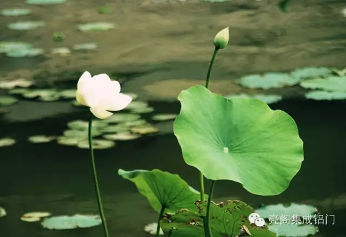 鋁門(mén)窗廠(chǎng)家,鋁合金門(mén)窗十大品牌,鋁合金門(mén)窗代理- -荷花